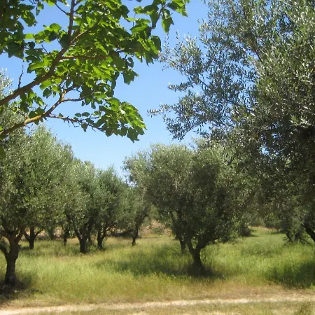 Olive House * Kalamaki (Zakynthos)